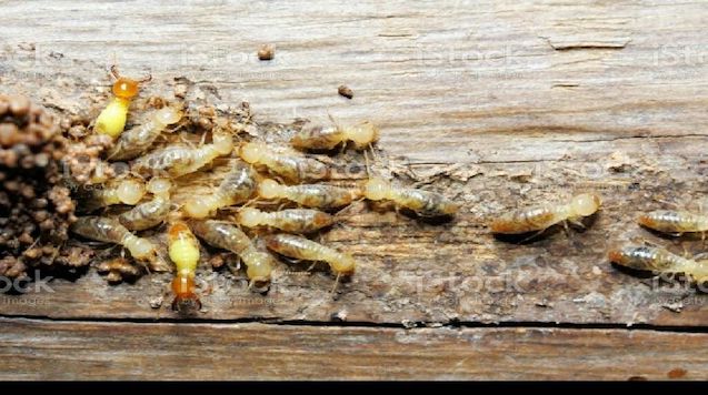bed-bugs-control
